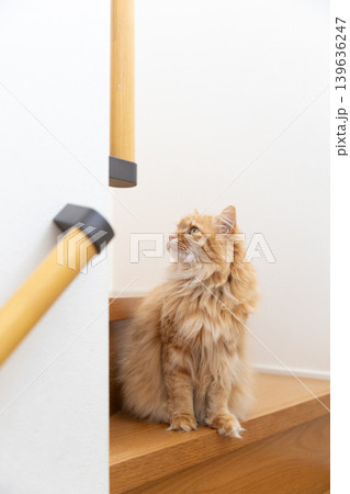 階段で上を見上げる茶トラ猫 139636247