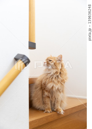 階段で上を見上げる茶トラ猫 139636248