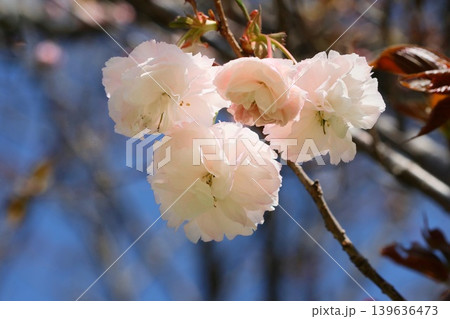 フゲンゾウ 普賢象 八重咲の桜 クローズアップ フゲンゾウ 普賢象 八重咲の桜 クローズアップ 139636473