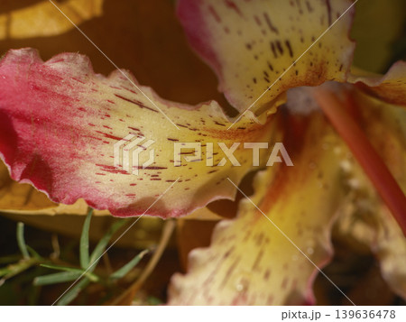 colorful summer flower colorful summer flower 139636478