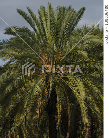 beautiful palm trees in the nature beautiful palm trees in the nature 139636480