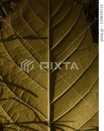 dried autumn leaf dried autumn leaf 139636513