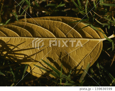 dried autumn leaf dried autumn leaf 139636599