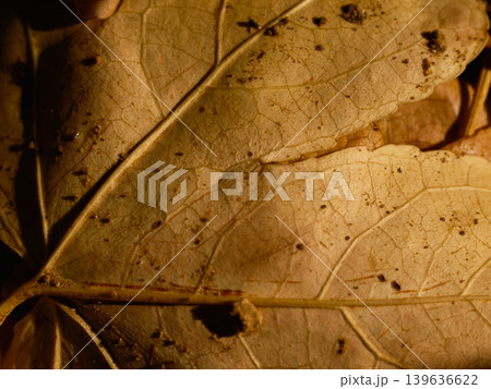 dried autumn leaf 139636622