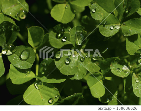 wet green plants after rain wet green plants after rain 139636626