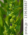 ほうれん草 139636887