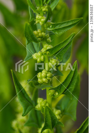 ほうれん草 ほうれん草 139636887