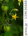 黄色いミニトマトの花 139636888