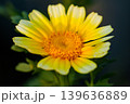 春菊の花が咲きました 139636889