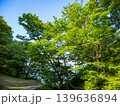 新緑の季節の緑の葉が生い茂る公園の風景 139636894