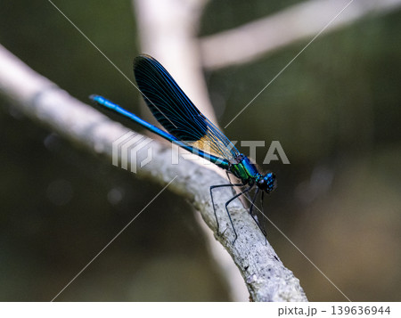 dragonfly on a branch 139636944
