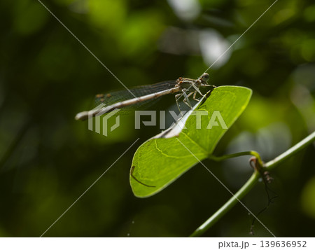 dragonfly on a branch dragonfly on a branch 139636952