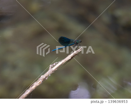 dragonfly on a branch 139636953