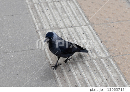 Jackdaw bird walking on a paved city platform, showing natural behavior of an urban wildlife creature looking for food while exploring a public transit environment during a bright daytime 139637124