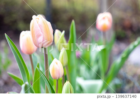 Soft pastel tulips blooming in a sunlit garden represent spring renewal and the delicate beauty of nature for seasonal floral themes, nature photography, and peaceful outdoor backgrounds Soft pastel tulips blooming in a sunlit garden represent spring renewal and the delicate beauty of nature for seasonal floral themes, nature photography, and peaceful outdoor backgrounds 139637140