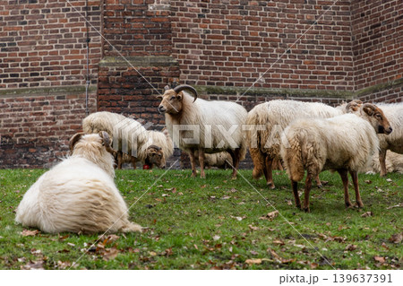 A flock of horned sheep grazing and resting on a grassy meadow by a historic brick wall. This rustic scene captures traditional livestock in a peaceful rural or urban farm setting. 139637391