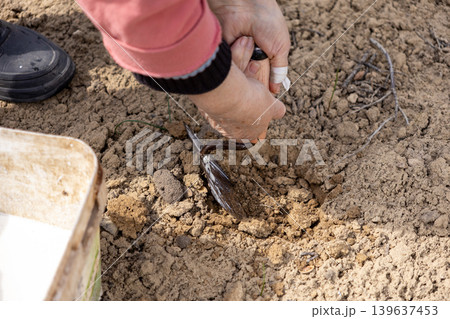 Senior person digging dry soil with a hand trowel, focusing on organic gardening and agricultural preparation to cultivate healthy plants in a sustainable home vegetable garden Senior person digging dry soil with a hand trowel, focusing on organic gardening and agricultural preparation to cultivate healthy plants in a sustainable home vegetable garden 139637453