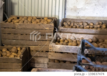 Fresh organic potatoes stored in wooden crates inside a rustic cellar, highlighting bulk agricultural produce supply, sustainable farming, food distribution, and healthy food nutrition 139637474