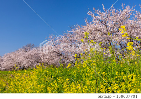 埼玉県比企郡川島町梅ノ木 梅ノ木古凍貯水池に沿う梅ノ木桜づつみの満開のソメイヨシノ並木と菜の花 埼玉県比企郡川島町梅ノ木 梅ノ木古凍貯水池に沿う梅ノ木桜づつみの満開のソメイヨシノ並木と菜の花 139637701
