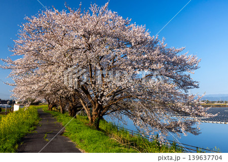 埼玉県比企郡川島町梅ノ木 梅ノ木古凍貯水池に沿う梅ノ木桜づつみの満開のソメイヨシノ並木と菜の花 埼玉県比企郡川島町梅ノ木 梅ノ木古凍貯水池に沿う梅ノ木桜づつみの満開のソメイヨシノ並木と菜の花 139637704