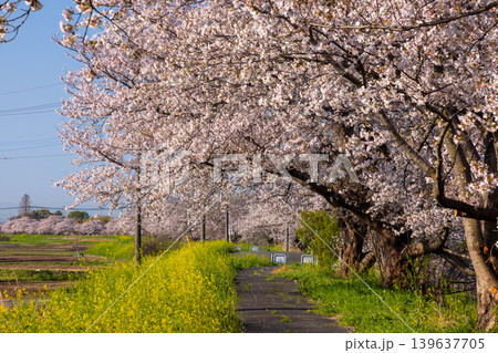 埼玉県比企郡川島町梅ノ木 梅ノ木古凍貯水池に沿う梅ノ木桜づつみの満開のソメイヨシノ並木と菜の花 埼玉県比企郡川島町梅ノ木 梅ノ木古凍貯水池に沿う梅ノ木桜づつみの満開のソメイヨシノ並木と菜の花 139637705