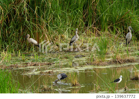 Wetland bird flock in marsh habitat with tall grass and shallow water Wetland bird flock in marsh habitat with tall grass and shallow water 139637772