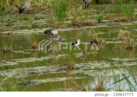 Wetland bird habitat with wading bird feeding in marsh water and green grass, natural wildlife scene with muddy pond and aquatic plant Wetland bird habitat with wading bird feeding in marsh water and green grass, natural wildlife scene with muddy pond and aquatic plant 139637773