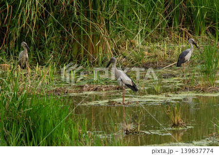 Bird wetland marsh shallow water grass reed habitat wading bird flock natural scene Bird wetland marsh shallow water grass reed habitat wading bird flock natural scene 139637774