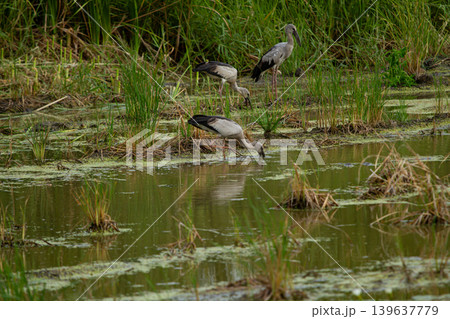 Wetland birds feeding in shallow marsh water with green reeds and algae, peaceful natural habitat scene 139637779