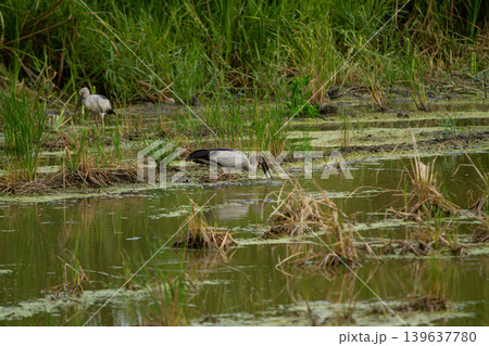 Wetland bird foraging in marsh water with tall grass, natural habitat and calm reflection scene 139637780