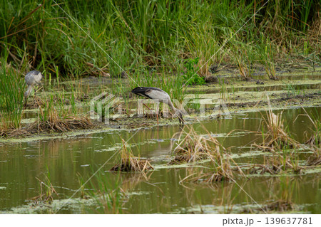 Wetland bird foraging in marsh habitat with green grass and shallow water 139637781