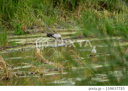 Wetland bird foraging in shallow marsh with green grass and calm water, natural habitat, wildlife scene, serene atmosphere Wetland bird foraging in shallow marsh with green grass and calm water, natural habitat, wildlife scene, serene atmosphere 139637785
