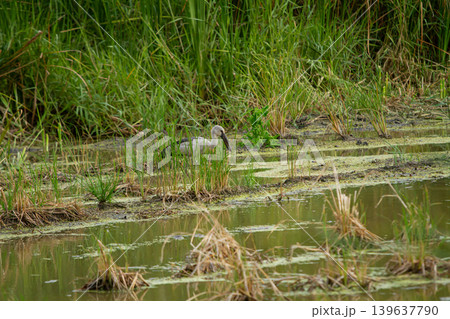 Wetland bird wading bird marsh habitat shallow water green grass reed plant aquatic plant natural habitat wildlife scene bird foraging Wetland bird wading bird marsh habitat shallow water green grass reed plant aquatic plant natural habitat wildlife scene bird foraging 139637790