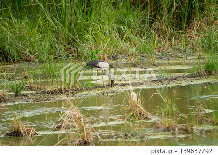 Wetland bird foraging in marsh pond with tall grass and shallow water, natural habitat scene Wetland bird foraging in marsh pond with tall grass and shallow water, natural habitat scene 139637792
