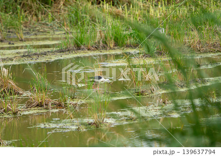 Wading bird foraging in shallow marsh among reeds and algae, calm wetland scene with natural green vegetation and water reflections Wading bird foraging in shallow marsh among reeds and algae, calm wetland scene with natural green vegetation and water reflections 139637794