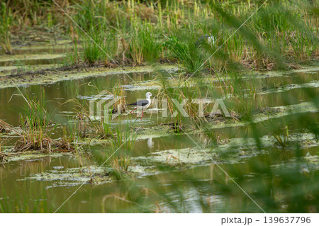 Wetland bird marsh shallow water grass reed reflection green nature wildlife wader Wetland bird marsh shallow water grass reed reflection green nature wildlife wader 139637796