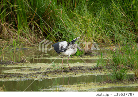 Wetland bird wading bird marsh bird standing bird white plumage black wing long leg green grass swamp water wild nature 139637797