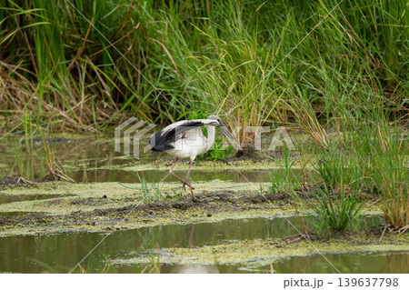 Heron wading in wetland marsh near tall grass, white bird with black wing in natural habitat Heron wading in wetland marsh near tall grass, white bird with black wing in natural habitat 139637798