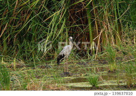Wading bird standing in marsh reeds beside calm wetland water, searching for prey in natural habitat Wading bird standing in marsh reeds beside calm wetland water, searching for prey in natural habitat 139637810