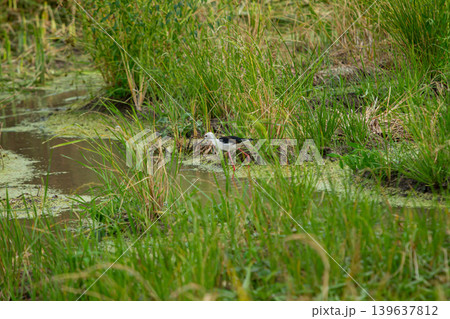 Wetland bird in green marsh grass, shallow pond with reeds and algae, natural habitat scene Wetland bird in green marsh grass, shallow pond with reeds and algae, natural habitat scene 139637812