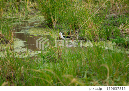 Marsh bird in wetland grass, white head, black wing, red leg, shallow water, green reed, natural habitat Marsh bird in wetland grass, white head, black wing, red leg, shallow water, green reed, natural habitat 139637813