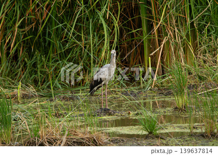 Wading bird in wetland marsh with tall grass and calm water 139637814