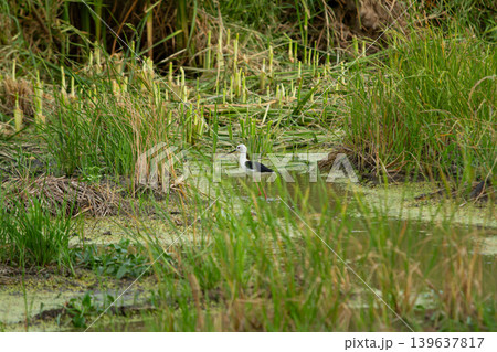 Wetland bird in marsh grass with green pond water and reed plants, natural habitat scene with wader near swamp vegetation and calm water 139637817