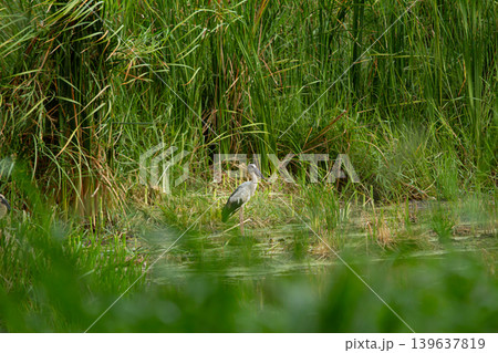 Wetland bird standing in tall green grass, natural marsh habitat with calm water and wild plant growth Wetland bird standing in tall green grass, natural marsh habitat with calm water and wild plant growth 139637819