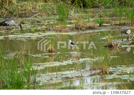 Wading birds in shallow wetland pond with green reed and muddy water 139637827