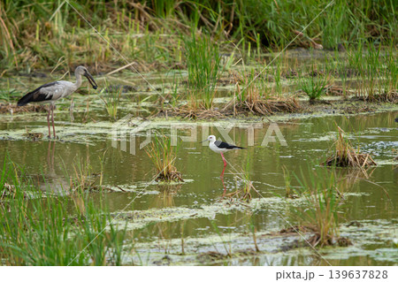 Wetland bird marsh bird water bird wading bird shallow water green marsh aquatic plant tall grass muddy pond wildlife scene 139637828