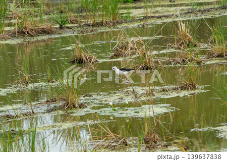 Bird, wetland, marsh, pond, water, grass Bird, wetland, marsh, pond, water, grass 139637838
