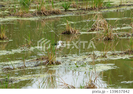 Wetland pond white bird marsh grass shallow water aquatic plant swamp habitat natural scene green water bird foraging muddy bank Wetland pond white bird marsh grass shallow water aquatic plant swamp habitat natural scene green water bird foraging muddy bank 139637842