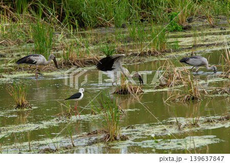 Wetland marsh birds wading in shallow water with tall grass and algae covered pond in natural habitat Wetland marsh birds wading in shallow water with tall grass and algae covered pond in natural habitat 139637847