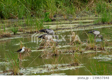 Wetland bird shallow water marsh grass wild bird aquatic habitat standing water feeding bird natural habitat water plant reed bed Wetland bird shallow water marsh grass wild bird aquatic habitat standing water feeding bird natural habitat water plant reed bed 139637848